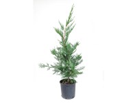 GROW by OBI Cyprišovec Leylandov (Cupressocyparis leylandii) výška 80 cm