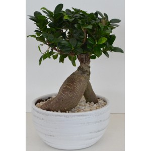 Fikus Bonsai v bielej keramickej miske, priemer kvetináča cca 24 cm. Izbová rastlina.