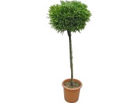 OBI Kryptoméria japonská 