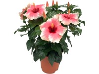 Ibištek čínska ruža Grace (Hibiscus rosa-sinensis), výška 30-40 cm,pr. 13 cm