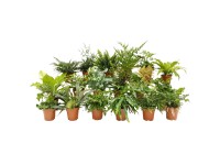 Papradie rôzne druhy