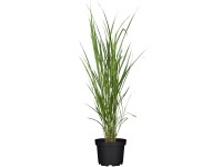 Grow by OBI Ozdobnica čínska Miscanthus giganteus, pr. kv. cca 19 cm