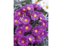 Landgard Hviezdnica novobelgická (Aster novi-belgii) rôzne farby pr. cca 12 cm