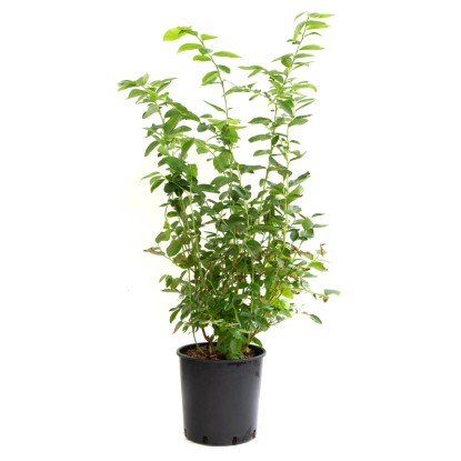 GROW by OBI Brusnica chocholičnatá (Vaccinium Corymbosum) výška 50 cm, 10 l