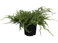 OBI borievka šupinatá 