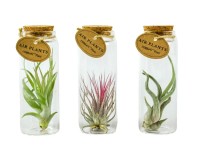 Tilandsia (Tillandsia) v sklenenej nádobe, rôzne druhy, pr. 5 cm