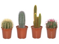 Mix kaktusov z Teneriffe priemer kvetináča cca 17 cm