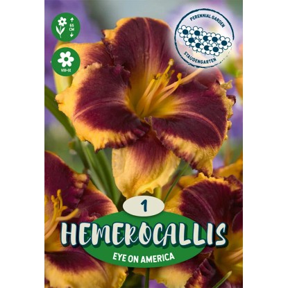 Ľaliovka Eye on America žltá s hnedým stredom