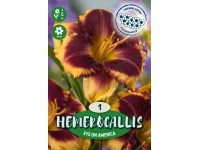 Ľaliovka Eye on America žltá s hnedým stredom