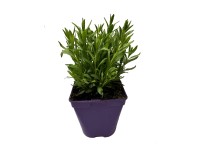 Levanduľa úzkolistá (Lavandula angustifolia) pr. kvetináča cca 13 cm
