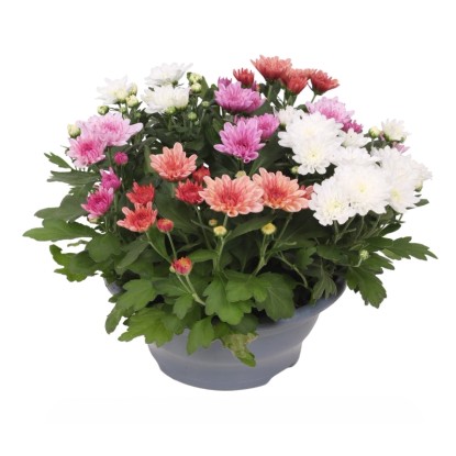 Chryzantéma indický (Chrysanthemum indicum) "Sweet Melange" 25-30cm pr. cca 23cm