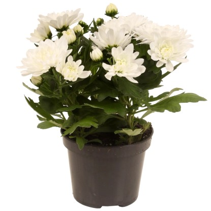 Chryzantéma indická (Chrysanthemum indicum) plnokvetá biela výš. 20-30cm pr.12cm