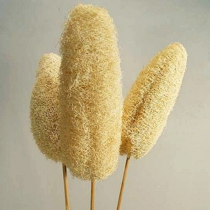 Dekoratívna sušená rastlina lufa na špajli, biela