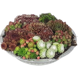 Skalnicové aranžmán v zinkovej miske (Ø 29 cm) s rôznymi odrodami Sempervivum.