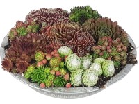 Aranžmán so skalnicou v zinkovej miske priemer cca 29 cm