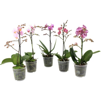 Orchidea motýľokvetá, rôzne druhy, výška cca 40-50 cm, pr. kvetináča cca 12 cm