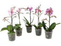 Orchidea motýľokvetá, rôzne druhy, výška cca 40-50 cm, pr. kvetináča cca 12 cm