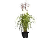 GROW by OBI Ozdobnica čínska (Miscanthus Sinensis Malepartus),pr. kvetináča 28cm