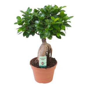 Ficus Ginseng bonsaj v kvetináči, výška cca 40-45 cm. Figovník so zelenými listami.