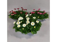 Sedmokráska chudobka (Bellis perennis) v zinkovej miske, 15 cm, pr. kv. cca 29cm