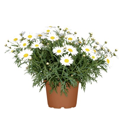 GROW by OBI Kopretinovec drevnatý (Argyranthemum frutescens), pr. kv. cca 17 cm