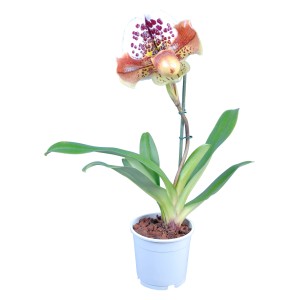Paphiopedilum (Venušina črievička) s hnedo-bielo škvrnitým kvetom v kvetináči.