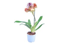 Orchidea črievičník (Paphiopedilum), pr. kvetináča cca 12 cm