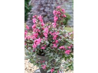 Vajgela kvetnatá (weigela florida) Minor Black