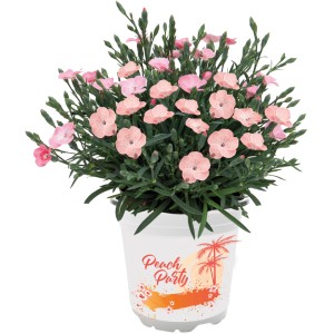Klinček Peach Party v kvetináči, jemné ružové kvety. Dianthus na balkón a do záhrady.