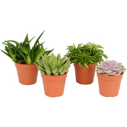 Sukulenty rôzne druhy základné priemer kvetináča cca 12 cm