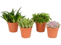Sukulenty rôzne druhy základné priemer kvetináča cca 12 cm