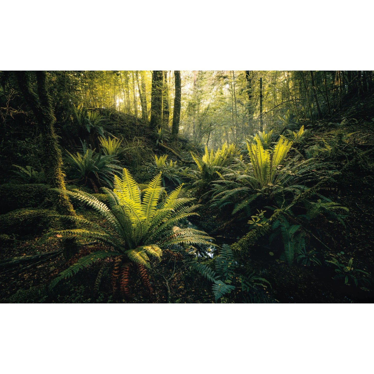 E-shop Komar Vliesová fototapeta Fjordland Woods, 450 x 280 cm