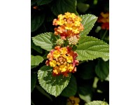 Lantana menlivá, priemer kvetináča cca 12 cm