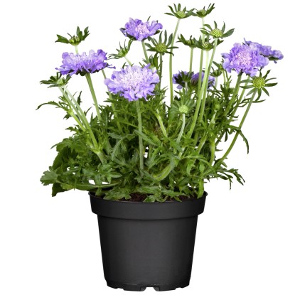 OBI Hlaváč fialový priemer kvetináča cca 13 cm Scabiosa