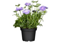 OBI Hlaváč fialový priemer kvetináča cca 13 cm Scabiosa OBI Hlaváč fialový priemer kvetináča cca 13 cm Scabiosa