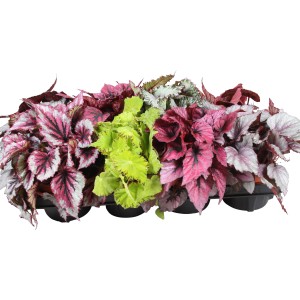 Rôzne druhy begónie Rex Beleaf GROW by OBI v kvetináčoch s priemerom 12 cm s farebnými vzormi listov.