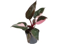 GROW by OBI Filodendron (Philodendron) 