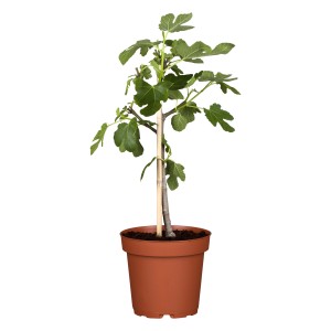 Figovník obyčajný 'Ficus carica' v kvetináči, cca 60-80 cm vysoký, so zelenými listami. Ideálne na terasu a záhradu.