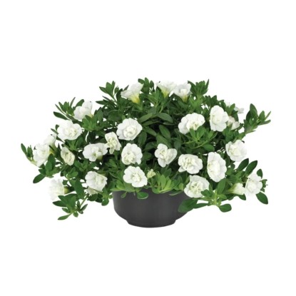 Calibrachoa plnokvetá