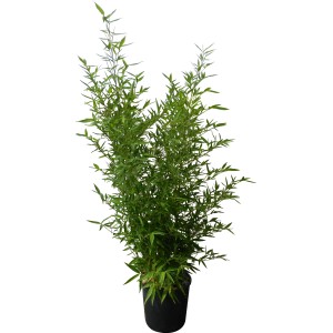 Bisset bambus (Phyllostachys bissetii) v kvetináči, cca 26 cm Ø, vždyzelená ochrana súkromia.