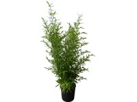 OBI Bambus Phyllostachys bissetii priemer kvetináča cca 26 cm Phyllostachys biss