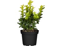 Krušpán stálezelený (Buxus sempervirens), 5-10 cm, pr. kv. 9 cm