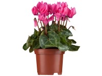 OBI Cyklámen neapolský ružový priemer kvetináča cca 9 cm x 9 cm