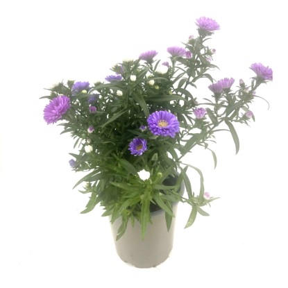 GROW by OBI Hviezdnica novobelgická (Aster novi-belgiu) pr. cca 13 cm