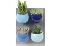 Mini sukulent v magnetickom kvetináči v odtieňoch modrej priemer kvetináča cca 6