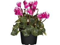 Izbový cyklámen perzský priemer kvetináča cca 12 cm