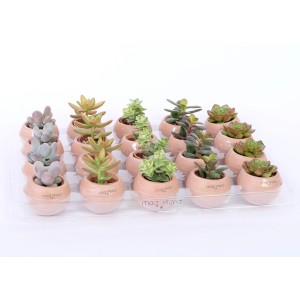 Rôzne druhy Haworthia v terakotovej nádobe s magnetom, priemer kvetináča cca 6 cm.