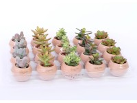 Haworthia triedené v magnetickom kvetináči priemer kvetináča cca 6 cm