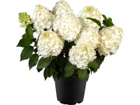 Hortenzia latnatá (Hydrangea paniculata) 