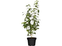 OBI Ibištek (Hibiscus) čínska ruža biela, výška 30-40 cm, cca 3 l
